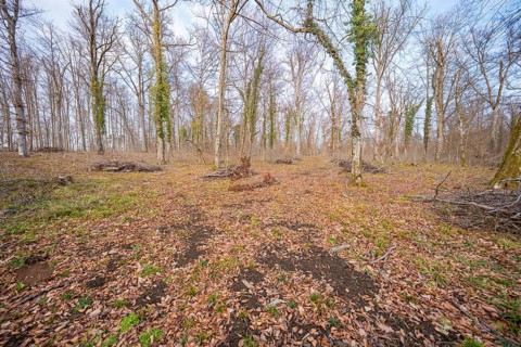 Barren forest landscape with scattered trees and leaves on the ground, forest pasture compensation