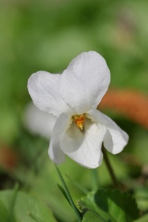 White violet (Viola alba), white flowers on the forest floor, forest edge, spring, Wilnsdorf, North