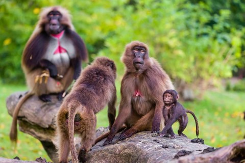 Family of Gelada (Theropithecus gelada), or bleeding-heart monkey with a male, two female and a