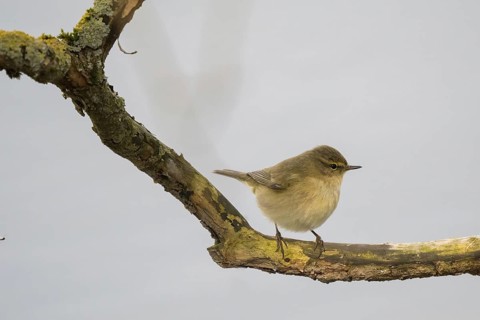 A chiffchaff (Phylloscopus collybita) sitting attentively on a branch, Hesse, Germany