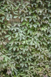 Wild vine (Parthenocissus henryana), Knighthayes Court, Tiverton, England, Great Britain