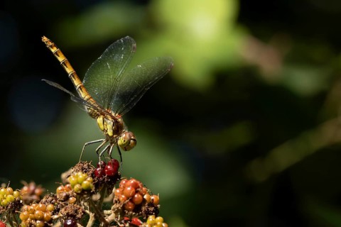 Common darter dragonfly (Sympetrum striolatum) adult insect resting on blackberries fruit in