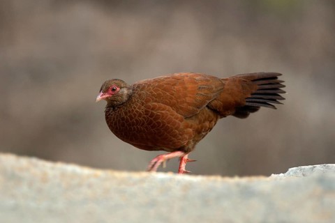 Red Spurfowl (Galloperdix spadicea) male, Kerala, India