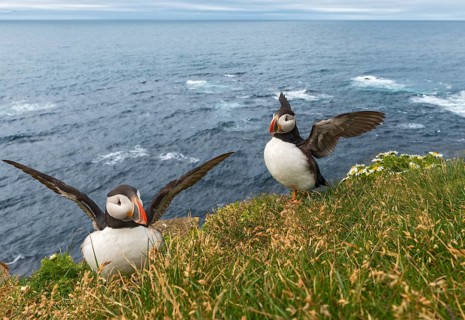 Atlantic Puffin (Fratercula arctica) on cliff, Iceland