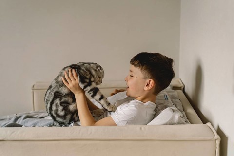 A Scottish Fold cat interacts with a child on a comfortable sofa. The cozy setting and the child's