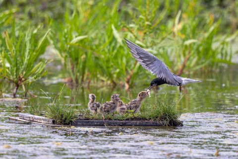 Black Tern (Chlidonias niger) feeding chicks in flight, Netherlands