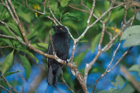 Micronesian Starling (Aplonis opaca), Rota Island, Northern Mariana Islands