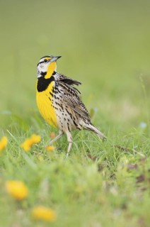 Eastern Meadowlark (Sturnella magna) male on a flowering meadow, Texas, USA