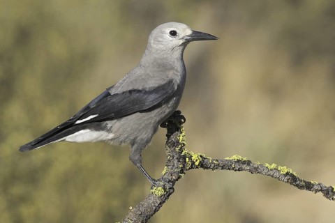 Clark's Nutcracker (Nucifraga columbiana), Oregon, USA