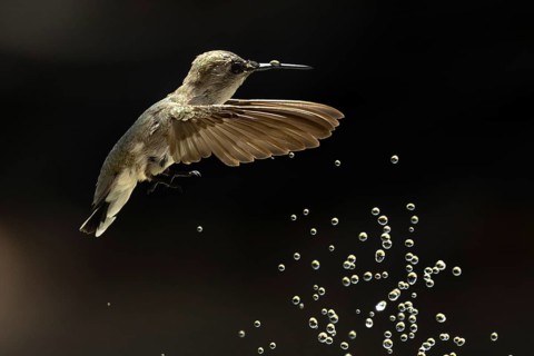 Anna's hummingbird (calypte anna) enjoying the water fountain drops