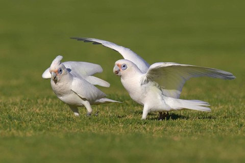 Little Corella (Cacatua sanguinea), Perth - Western Australia, Australia