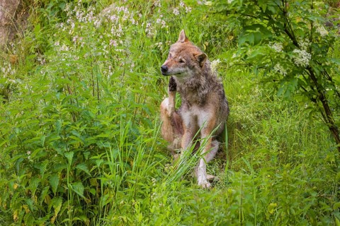 A eurasian gray wolf (Canis lupus lupus) sits on a hill in green vegetation and scratches himself