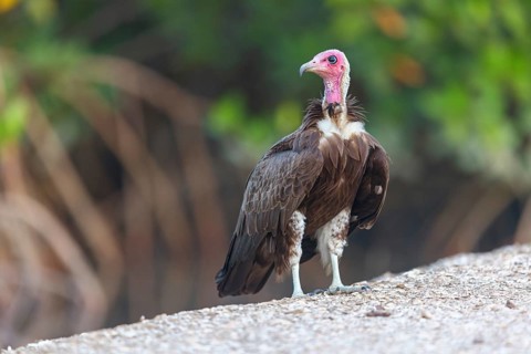 Hooded Vulture, CNecrosysrtes monachus), goshawk family, Farasutu area, Farasutu, South Bank,