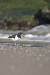 Eurasian Oystercatcher (Haematopus ostralegus) juvenile, Netherlands