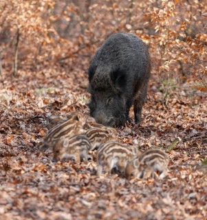 Wild boar, wild boar (Sus scrofa), a wild goat and young boar looking for food in the forest,