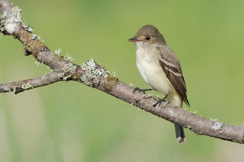 Alder Flycatcher (Empidonax alnorum), Minnesota, USA