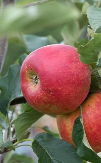 Apple (Malus domestica 'Roter Aloisius'), Bayerische Landesanstalt für W, Germany