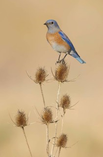 Western Bluebird (Sialia mexicana), California, USA