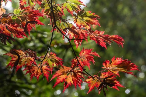 Adenhut leaf maple (Acer japonicum aconitifolium), autumn leaves, Emsland, Lower Saxony, Germany