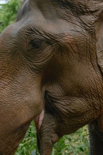 A detailed close-up of an Asian elephant in Thailand, showcasing its textured skin and gentle eye