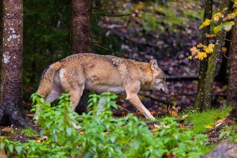 An adult male Eurasian gray wolf (Canis lupus lupus) walks in a green meadow at the edge of a