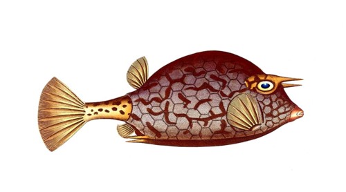 Fish, Fishes, Genus marine ray-finned fish, Ostracion quadricornis, Acanth genus marine ray-finned