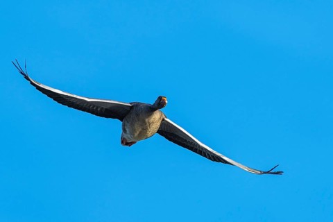 Greylag Goose, Anser anser, bird in flight over winter marshes