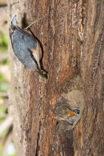 Eurasian Nuthatch (Sitta europaea) feeding young in nest cavity, Aosta Valley, Italy