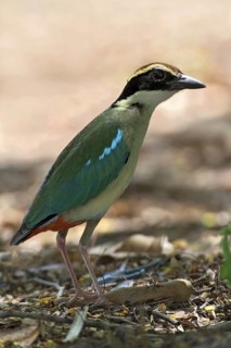 Fairy Pitta (Pitta nympha), Western Australia, Australia