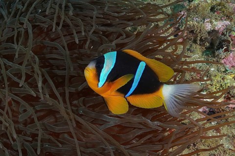 Allard's clownfish (Amphiprion allardi)