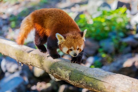 One red panda, Ailurus fulgens, balancing over a log, serving as a bridge