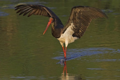 Black Stork (Ciconia nigra) foraging, Lesvos, Greece
