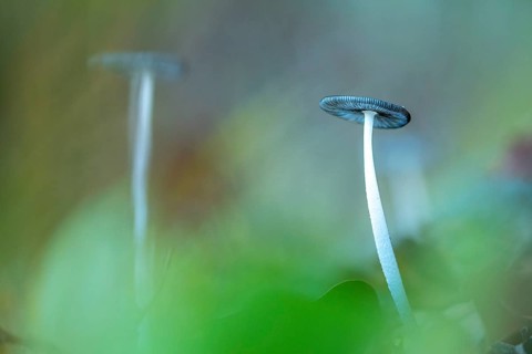 Two tall, slender mushrooms stand elegantly against a soft focus background, surrounded by lush