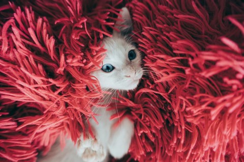 A charming white cat with striking blue eyes nestled in the soft folds of a vibrant red, shaggy