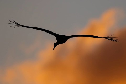 White Stork (Ciconia ciconia) flying, North Rhine-Westphalia, Germany