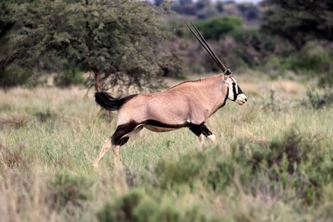 Oryx gazella, South African spikebuck, adult, running, foraging, Mokala National Park, Northern