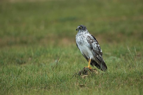 Eastern Marsh Harrier (Circus spilonotus) male perched on a branch, Dornod Aimag, Mongolia