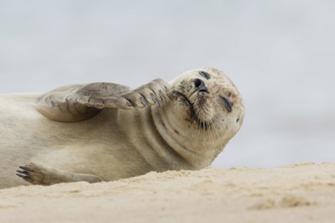 Grey seal (Halichoerus grypus) adult animal resting on a seaside beach, Norfolk, England, United