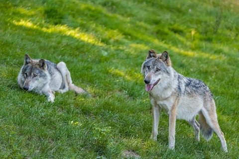 Two adult male eurasian gray wolves (Canis lupus lupus). One is resting, one is standing