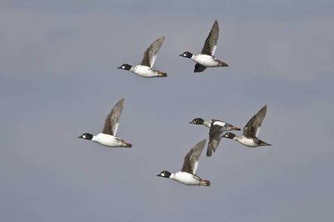 Common Goldeneye (Bucephala clangula) flying, British Columbia, Canada