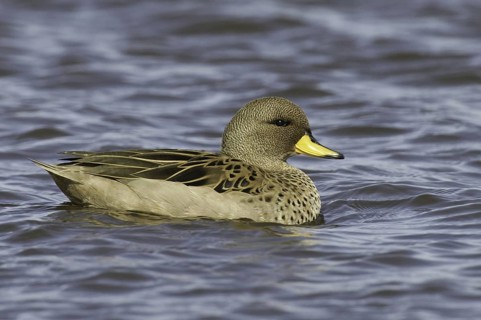 Yellow-billed Teal (Anas flavirostris), Falkland Islands
