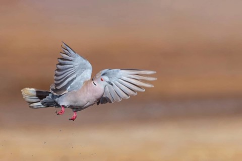 Mourning collared dove (Streptopelia decipiens), Lamin rice fields, Abuko, South Bank, Gambia