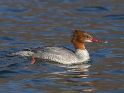 Common Merganser (Mergus merganser) female, Wales, United Kingdom