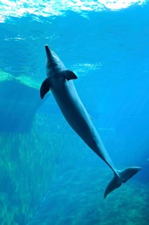 Common bottlenose dolphin (Tursiops truncatus) diving under water