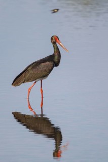 Black Stork (Ciconia nigra) foraging, Greece