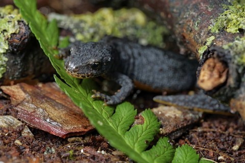 Alpine newt on a wet ground. leaves and lichens. Hessen, Germany