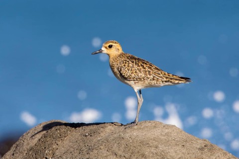 Pacific Golden Plover (Pluvialis fulva), Victoria, Australia