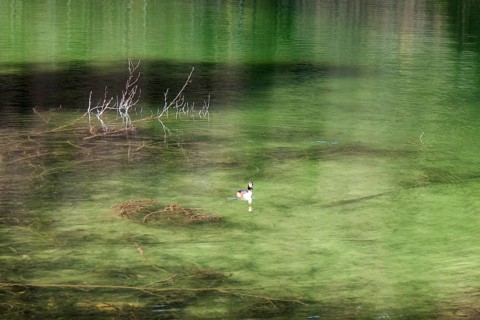 Great Crested Grebe (Podiceps Scalloped ribbonfish) swimming in the green water of the Schwansee,