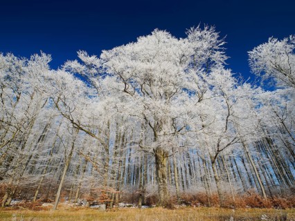 Beech woodland (Fagus sylvatica), covered in hoarfrost against a deep blue sky in winter, beside