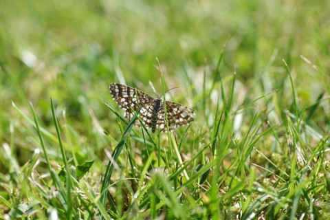 Lattice moth (Chiasmia clathrata), moth, grass, In the close-up you can see the butterfly from